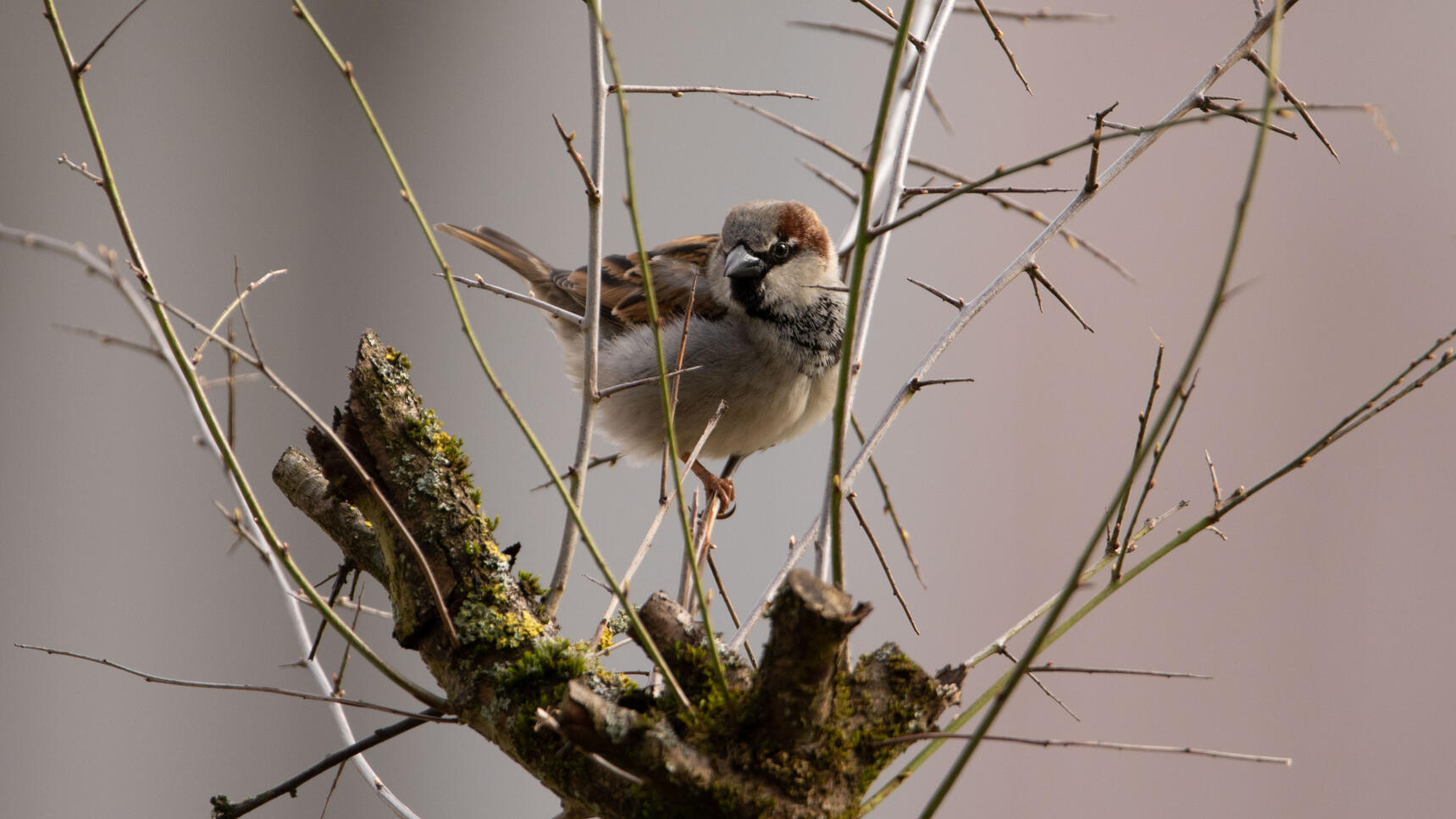 Spatz